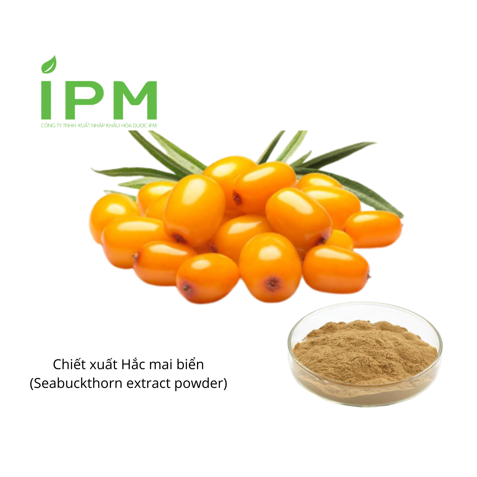 Chiết xuất Hắc mai biển (Sea buckthorn extract) – CÔNG TY TNHH XUẤT